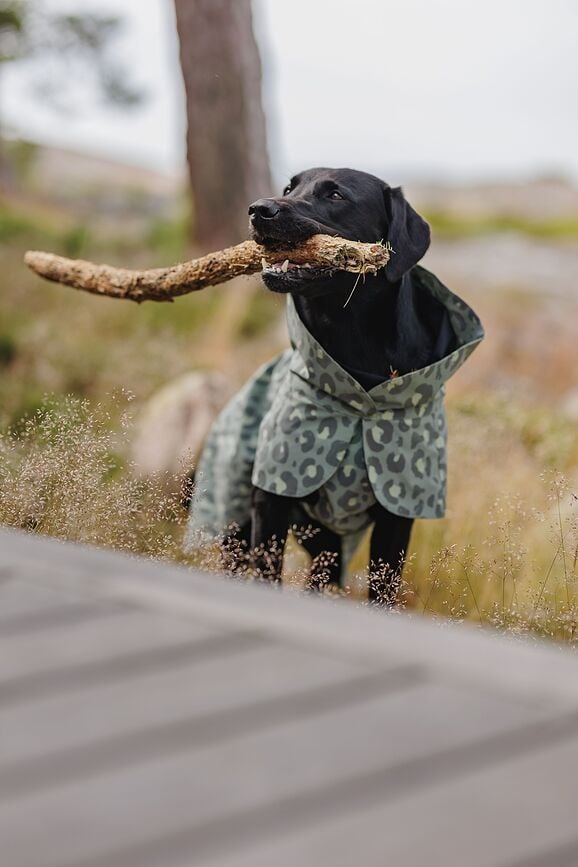 Paikka Visibility Winter Manteau pour Chien, 30 cm, motif léopard vert