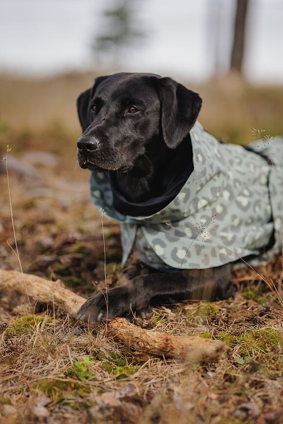 Paikka Visibility Winter Manteau pour Chien, 30 cm, motif léopard vert