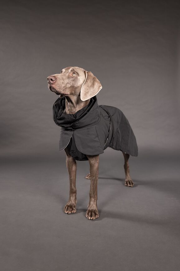 Paikka Visibility Winter Manteau pour chien, 45 cm, noir