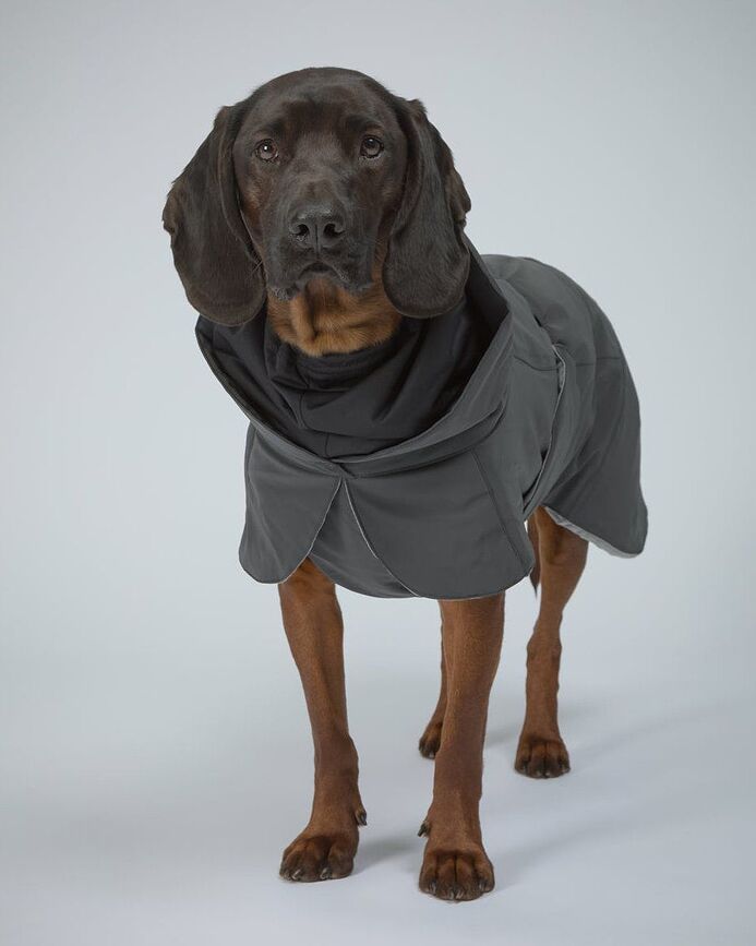 Paikka Visibility Winter Manteau pour chien, 45 cm, noir