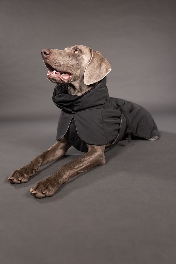 Paikka Visibility Winter Μπουφάν για Σκύλο, 45 cm, μαύρο