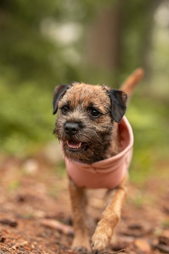 Abrigo para perro de Seawool Paikka, 30 cm, rosa