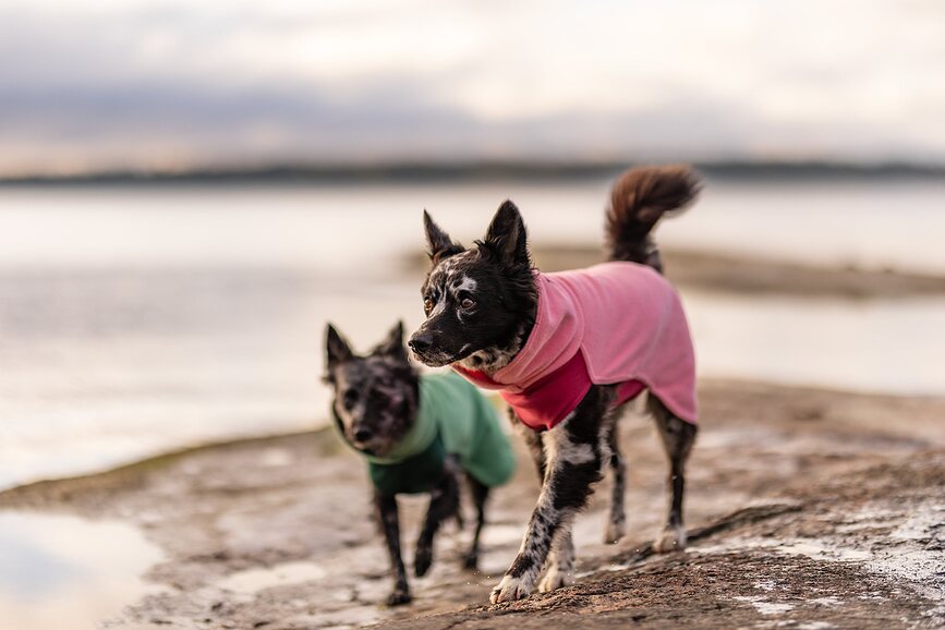 Sudadera para perro de Seawool Paikka, 25 cm, verde