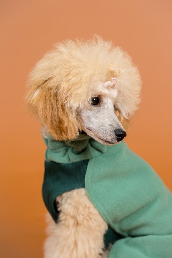 Sudadera para perro de Seawool Paikka, 25 cm, verde