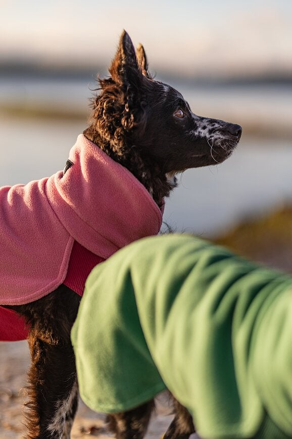 Sudadera para perro de Seawool Paikka, 25 cm, verde