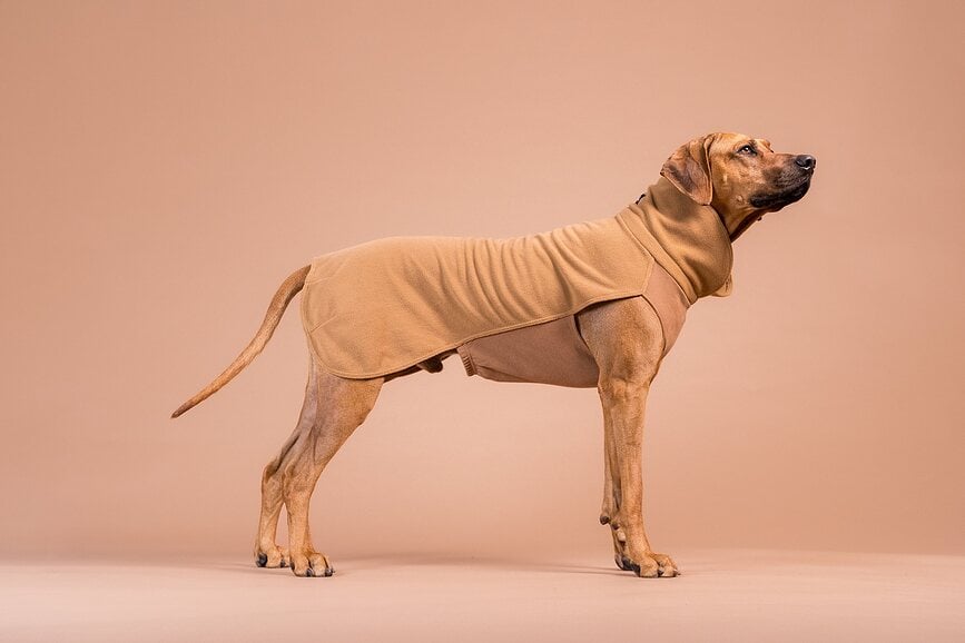 Sudadera para perro de Seawool Paikka, 50 cm, marrón
