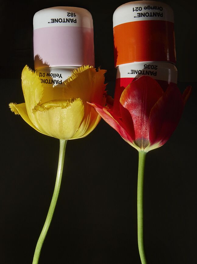 Pantone Šalice 100 ml zemljane boje 4 kom.