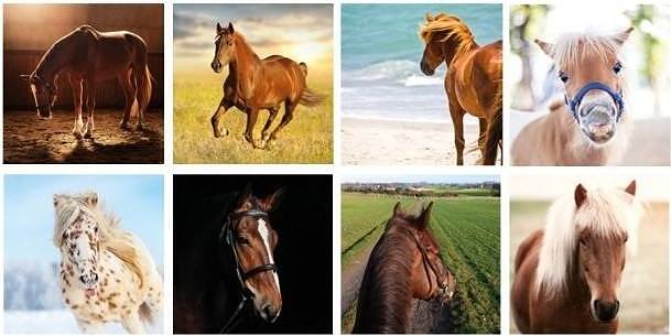 Memory Παιχνίδι Μνήμης, σκύλοι, 44 ζευγάρια