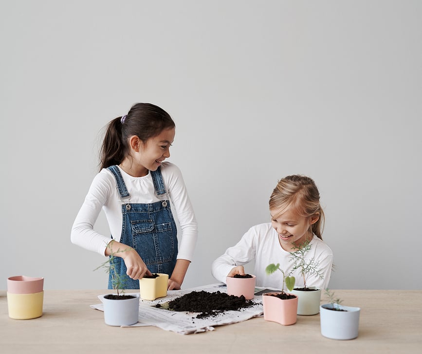 Kit de cultivo Your Tree, con semillas de abedul, rosa