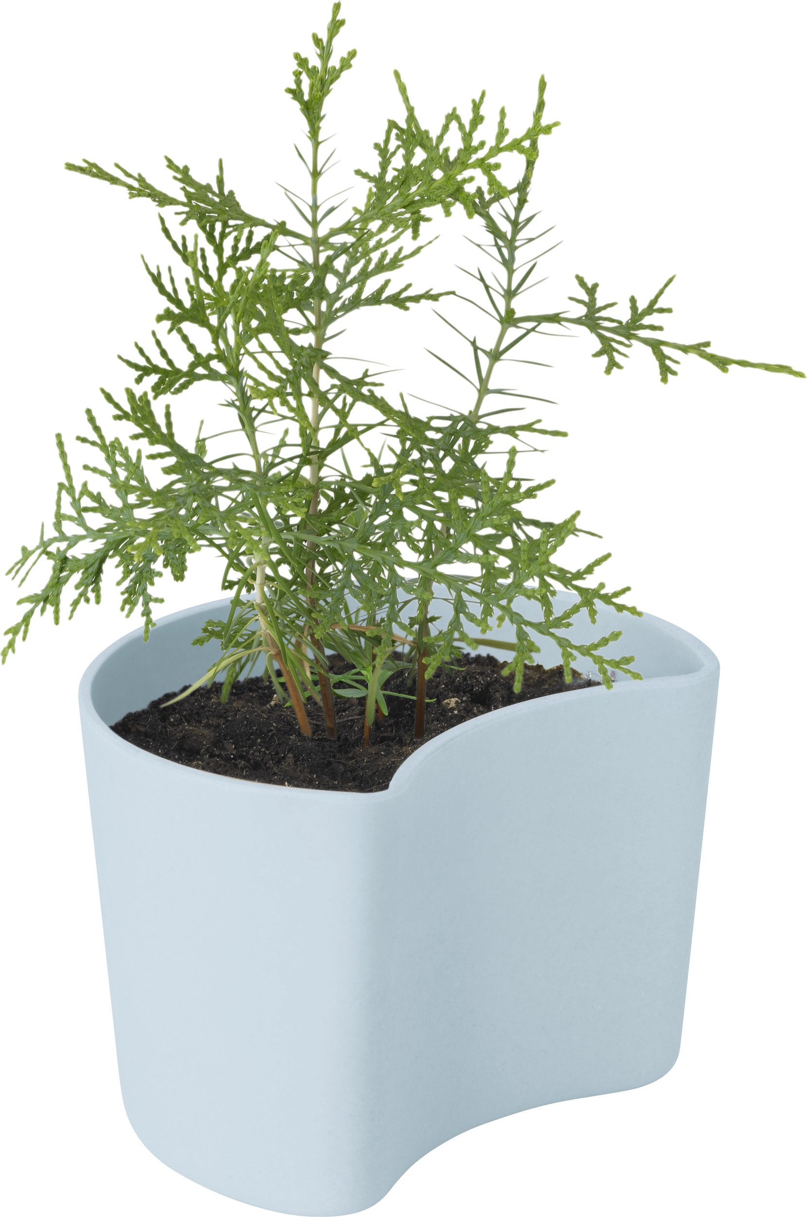 Your Tree Blumentopf himmelblau mit Kiefersamen