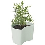 Your Tree Flowerpot green with pine seeds