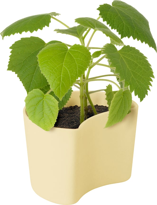 Your Tree Kit de culture avec graines de bouleau, jaune