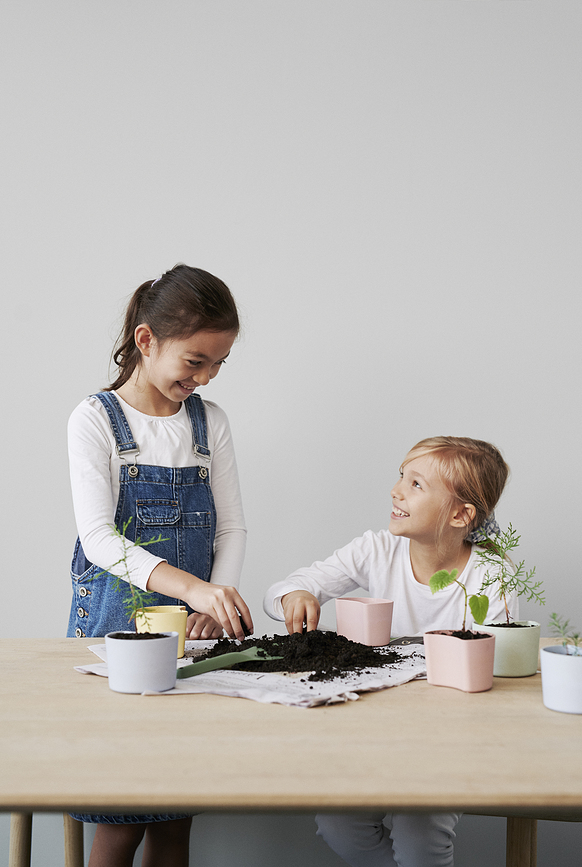 Your Tree Kit de plantation avec graines de bouleau, rose