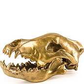 Dekoracja Wunderkammer złota Wolf Skull