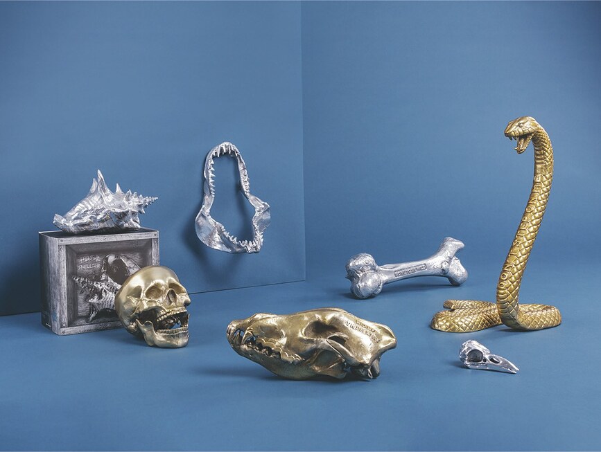 Figura Decorativa cráneo de cuervo Wunderkammer