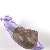 Snail Slow Kleideraufhänger bunt