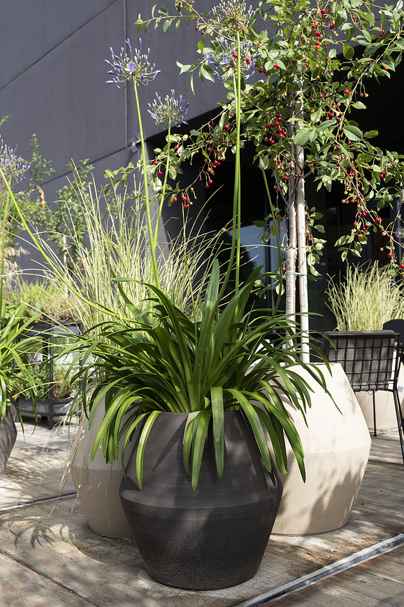 Construct Okrasna posoda, 47,5 cm, črna