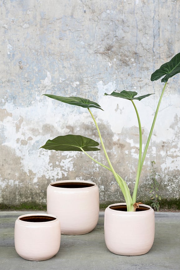 Costa Κασπώ, 18,5 cm, πράσινο