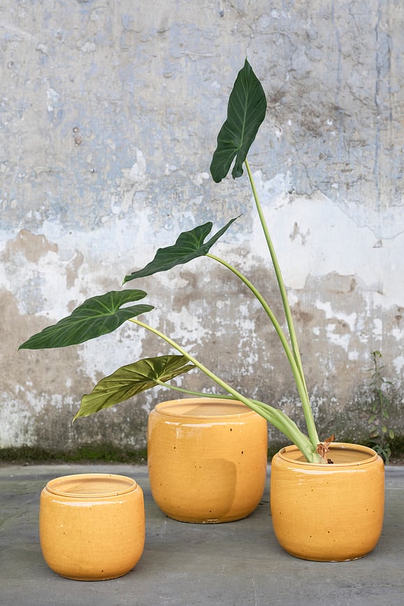 Costa Κασπώ, 21 cm, πράσινο