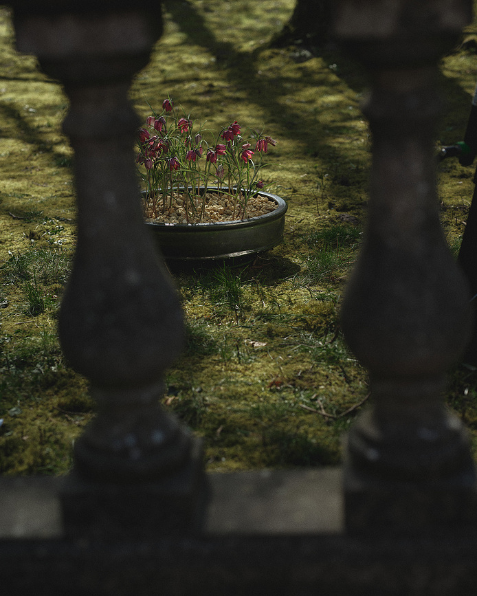 Dune Γλάστρα χαμηλή, 49 cm, σκούρο καφέ