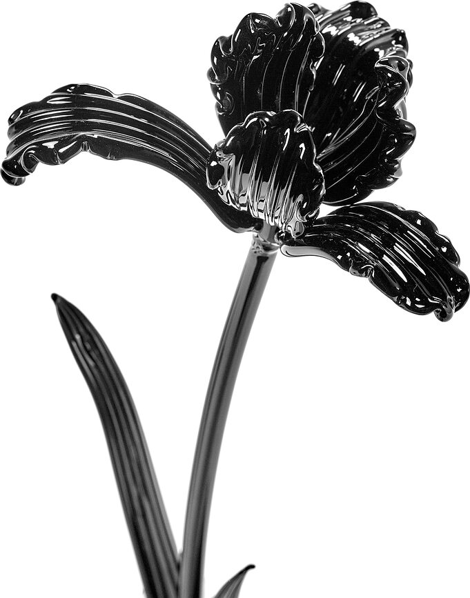 Γυάλινο λουλούδι Josephine Tulip, μαύρο
