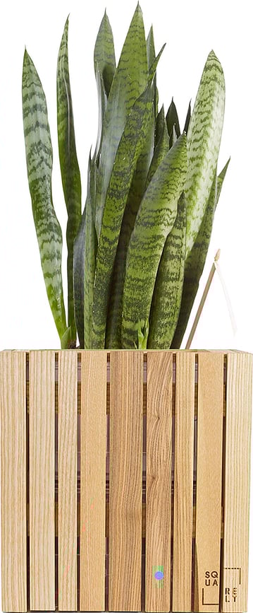 Maceta de autorriego GrowON, madera de fresno natural