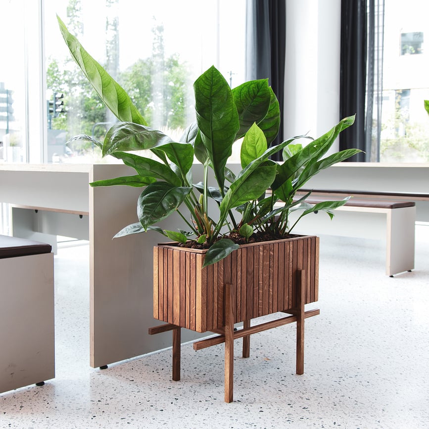 Soporte StandWIDE, negro, madera de fresno, para maceta de autorriego GrowWIDE