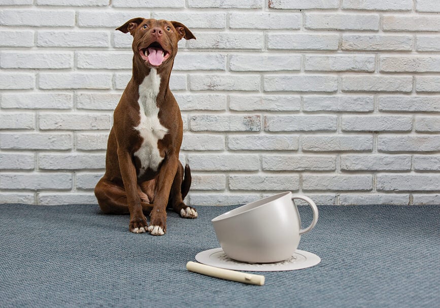 Alfombrilla para cuenco de mascotas United Pets, 35,5 cm, color topo