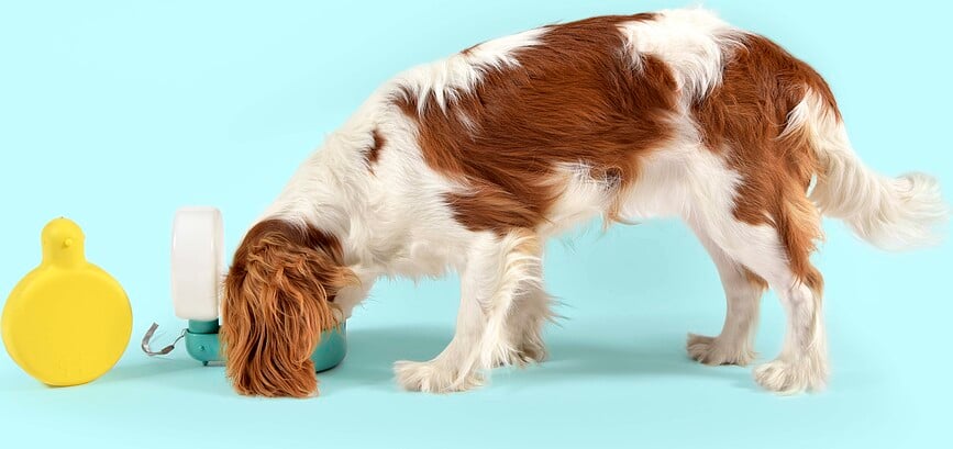 Botella de Agua para Perro Pingui, 250 ml, azul