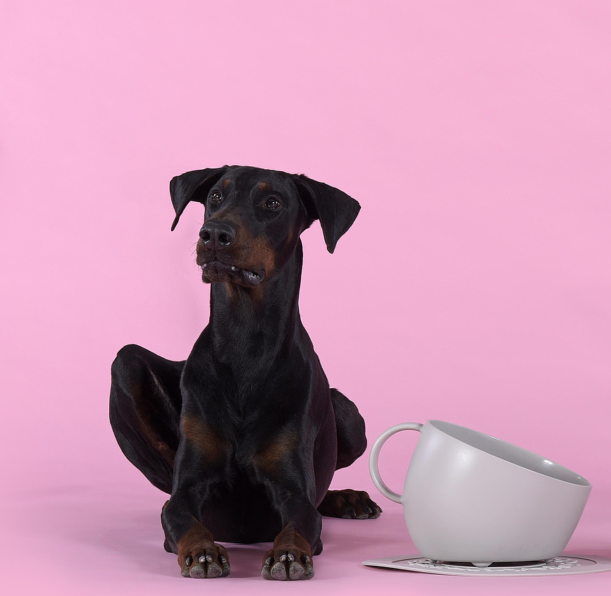 Comedero para perro Cup, 2,5 L, topo