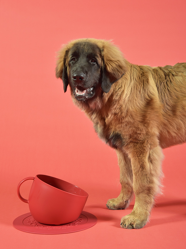 Comedero para perro Cup, 2,5 L, topo