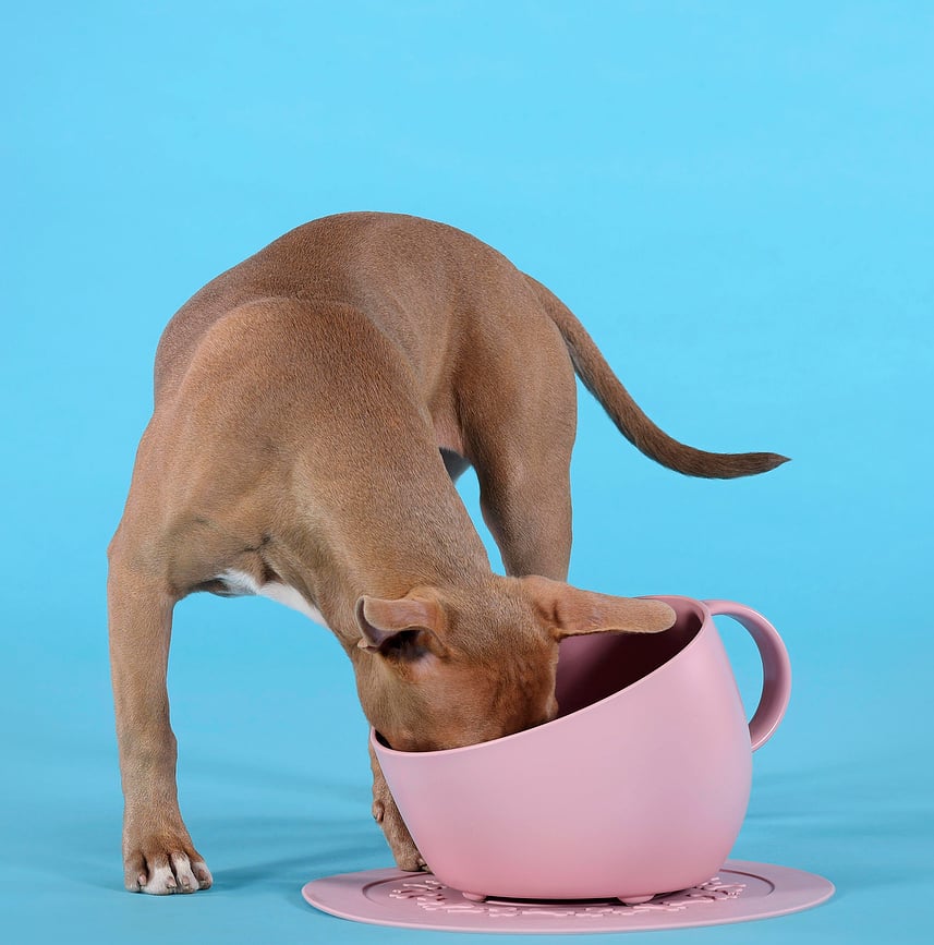 Cup Gamelle pour Chien 2,5 L, taupe