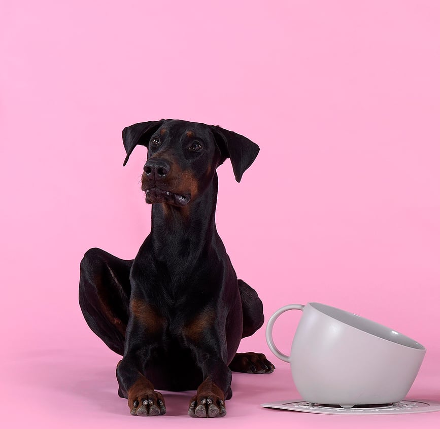 Cup Gamelle pour Chien 2,5 L, taupe