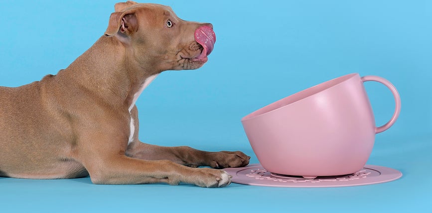 Cup Gamelle pour Chien 2,5 L, taupe