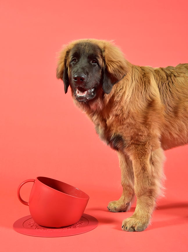 Cup Gamelle pour Chien 2,5 L, taupe