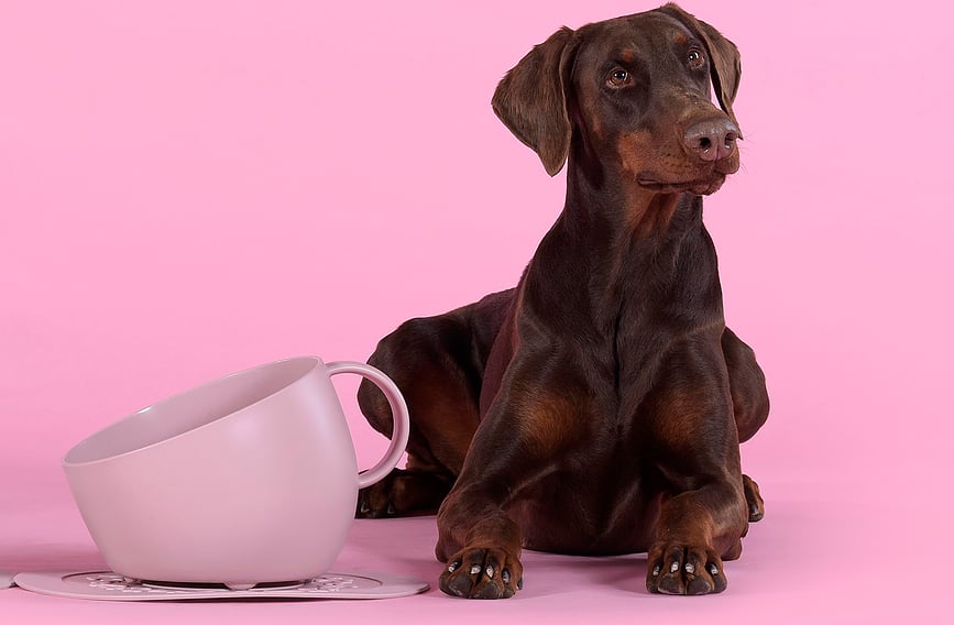 Cup Gamelle pour Chien 2,5 L, taupe