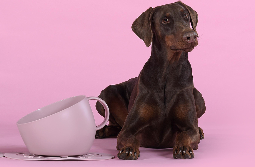 Cup Μπολ για Σκύλο, 2,5 l, ροζ