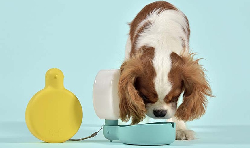 Pingui Μπουκάλι Νερού για Σκύλους, 250 ml, μπλε