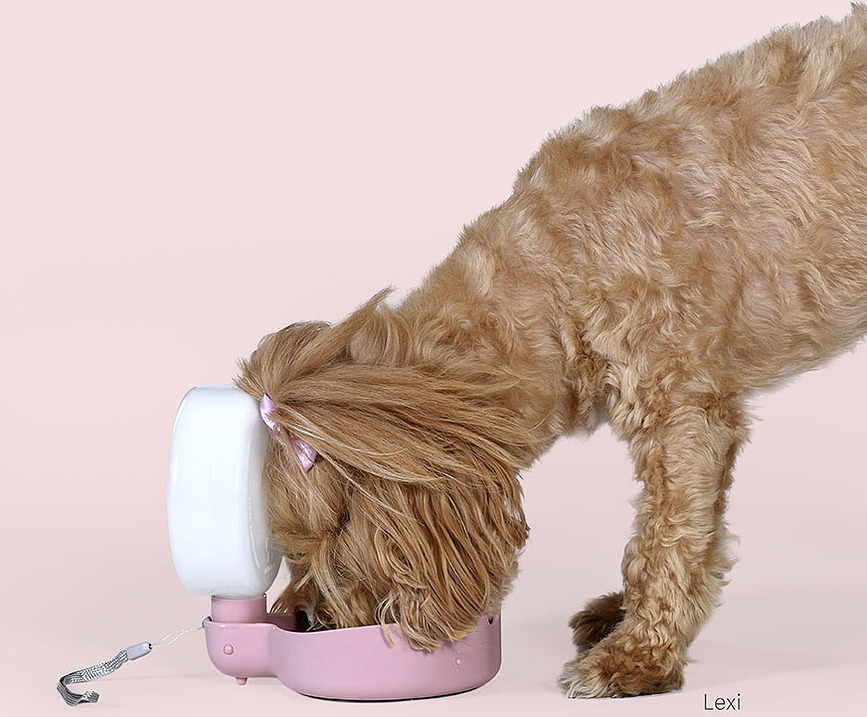 Pingui Steklenička za vodo za pse, 250 ml, modra