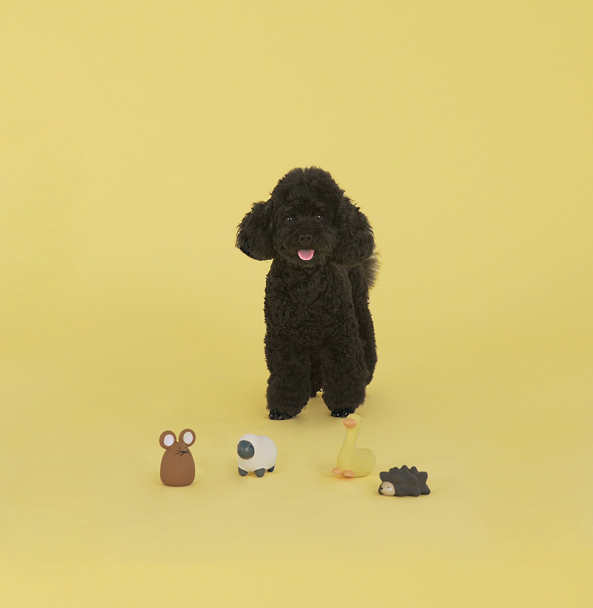 United Pets Piero Παιχνίδι για σκύλους, σκαντζόχοιρος