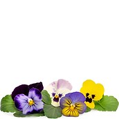 Accesoriu cu semințe Lingot flori comestibile panseluțe multicolore