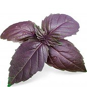 Accesoriu cu semințe Lingot verdețuri neobișnuite busuioc violet
