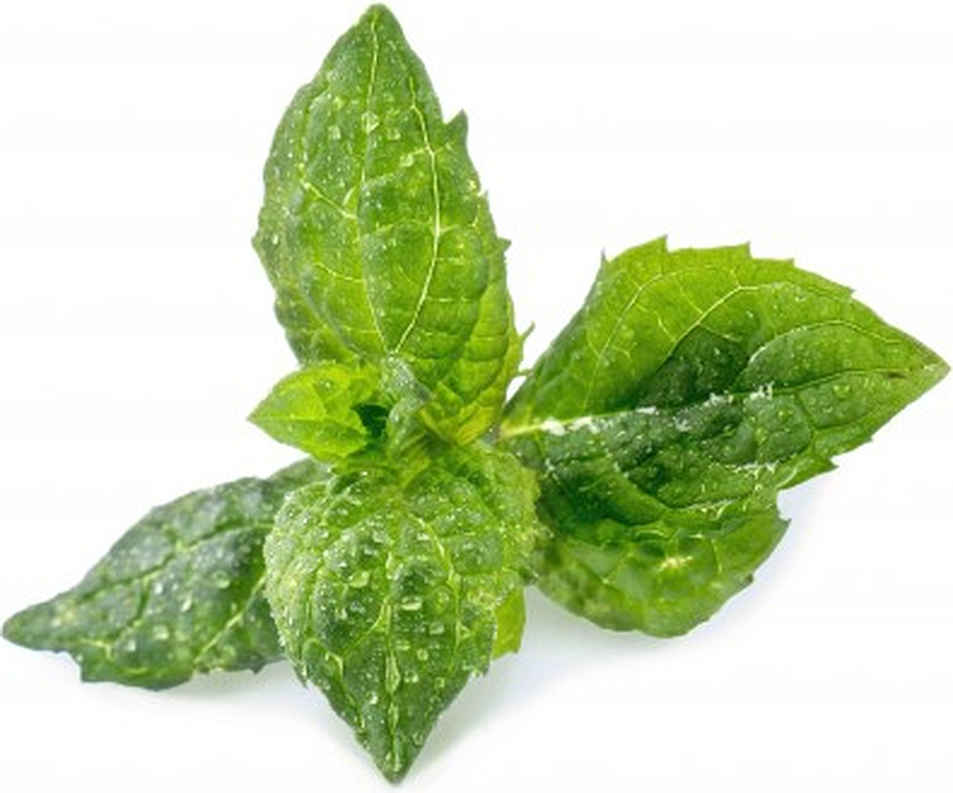 Cápsula de cultivo de Menta Lingot