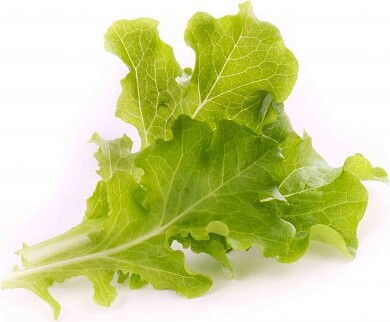Cápsula de Cultivo Lingot, lechuga hoja de roble