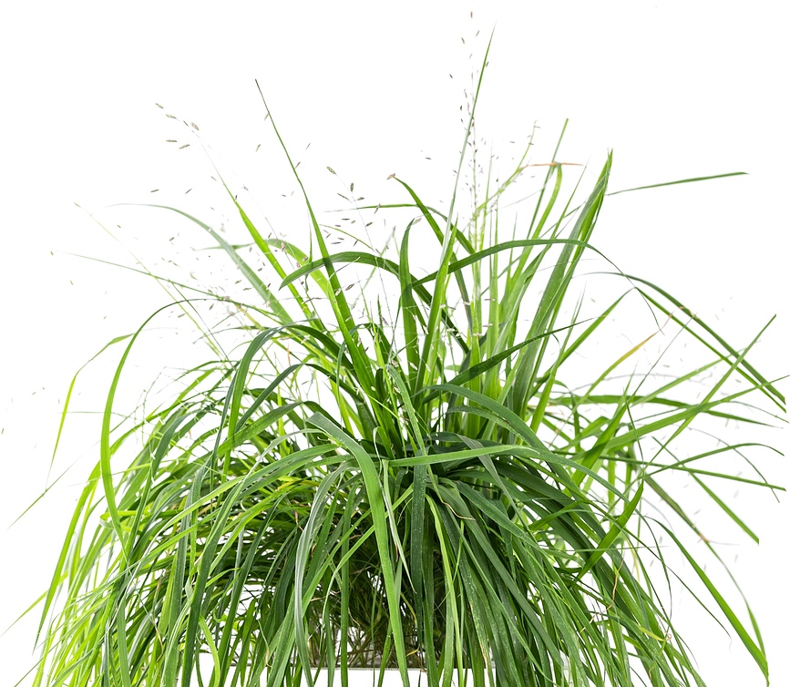 Cápsula de Cultivo Lingot, para plantas ornamentales