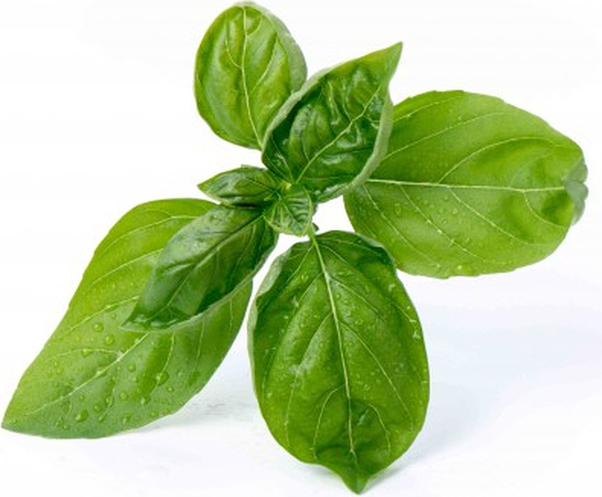 Cápsula de Semillas Lingot, albahaca, hierba básica