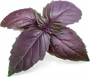 Cápsula de Semillas Lingot, albahaca morada