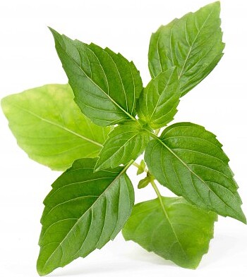 Cápsula de Semillas Lingot, albahaca tailandesa, hierba exótica