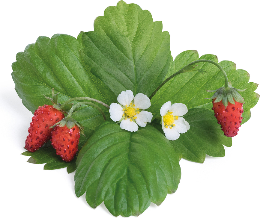 Cápsula de Semillas Lingot, arbustos frutales