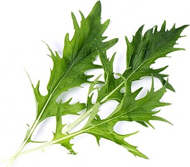 Cápsula de Semillas Lingot, Mizuna, col japonesa de hoja